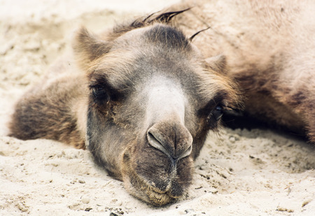 Bactrian camel (Camelus bactrianus) lying and relaxing in the sand by summer. Animal portrait.の写真素材