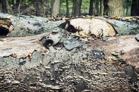 Fallen tree trunk overgrown with mushrooms. Natural theme.