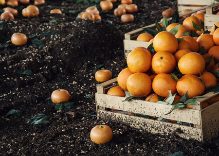 Fresh oranges in the wooden box. Harvest theme.の写真素材