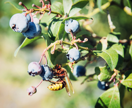Yellow wasp tasted ripe blackberries. Seasonal natural theme.の写真素材