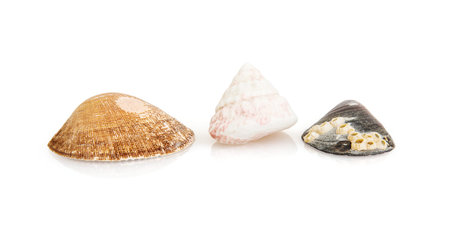 Three beautiful seashells with reflection isolated on the white background. Sea theme.