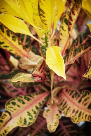 Close up of dieffenbachia plant. Natural scene.