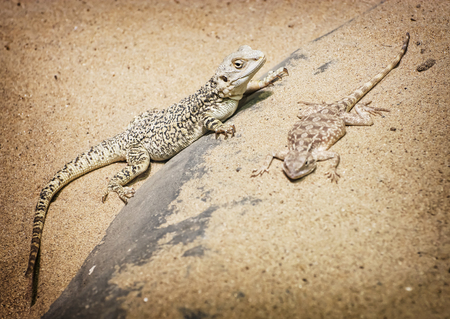 Central bearded dragon (Pogona vitticeps) and Steppe agama (Trapelus sanguinolentus) in the sand.の写真素材