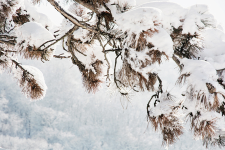 Pine tree branch in the snowy landscape. Seasonal natural scene.の写真素材