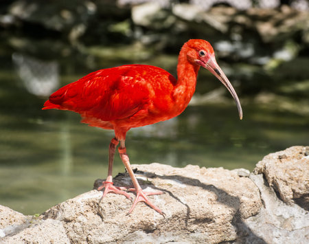 Scarlet ibis (Eudocimus ruber) is a species of ibis in the bird family Threskiornithidae. Bird...
