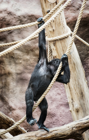 Young Western lowland gorilla (Gorilla gorilla gorilla). Animal scene. Vertical composition.の写真素材
