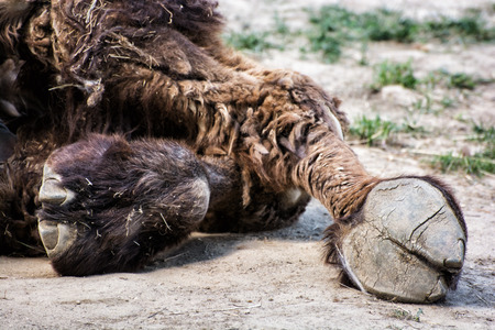 Bactrian camel's hoof detail (Camelus bactrianus). Animal theme. Beauty in nature.の写真素材