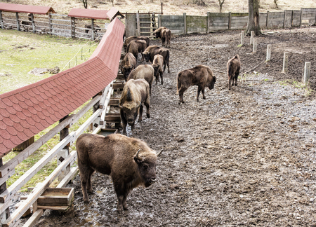 Group of European bison in the fenced paddock. Animal theme. Herd of european bisons.の写真素材