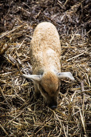 One little domestic pig (Sus scrofa domesticus). Farm animal theme.の写真素材