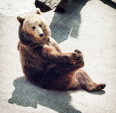 Brown bear (Ursus arctos arctos) sitting on the ground and licks his paw. Animal theme.の写真素材