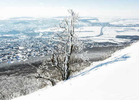 Snowy tree and winter landscape. Seasonal white scene. Nitra city, Slovakia.