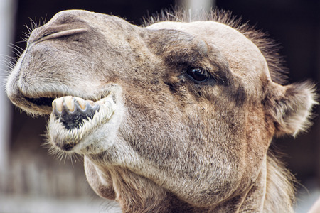 Bactrian camel (Camelus bactrianus) closeup crazy portrait. Humorous scene. Animal face.の写真素材