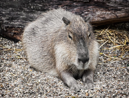Capybara (Hydrochoerus hydrochaeris) is a large rodent of the genus Hydrochoerus of which the only other extant member is the lesser capybara (Hydrochoerus isthmius). Animal portrait.の写真素材