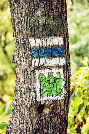Green and blue hiking signs on the tree in forest by summer. Travelling theme.の写真素材