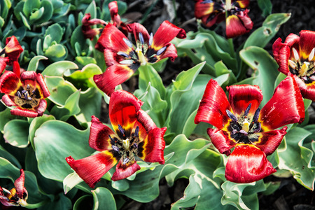 Blooming red tulips planted in the spring garden. Natural scene.の写真素材