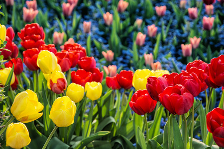Red and yellow tulips and forget-me-not flowers planted in the park. Seasonal natural scene.の写真素材