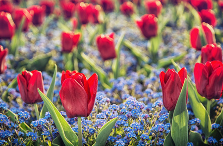 Red tulips and forget-me-not flowers planted in the park. Beauty in nature.の写真素材