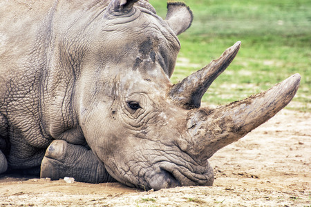Close up profile portrait of the big White rhinoceros (Ceratotherium simum simum). Animal scene. Critically endangered animal species.の写真素材