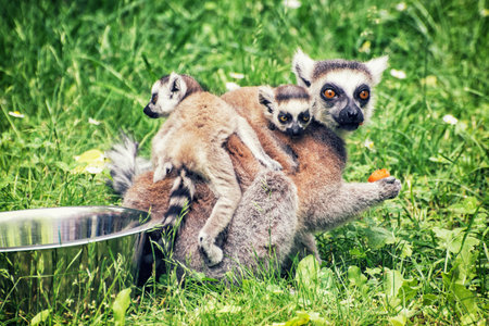Ring-tailed lemur - Lemur catta - with cubs are fed from the bowl. Animal scene. Animals in...