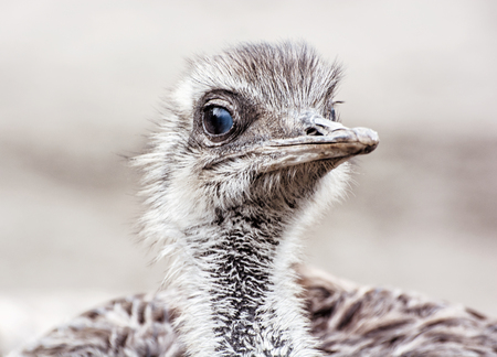 Emu - Dromaius novaehollandiae - is the second-largest living bird by height, after its ratite relative, the ostrich. Bird portrait. Beauty in nature. Flightless bird. Close up emu.の写真素材