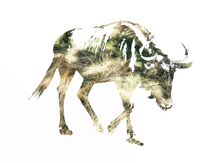 Silhouette of Blue wildebeest - Connochaetes taurinus filled with dried grass scheme.