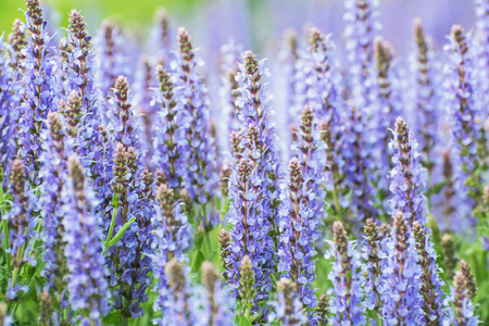 Salvia officinalis (Sage, also called Garden sage or Common sage) is a perennial, evergreen subshrub. Seasonal natural background. Beauty in nature.の写真素材