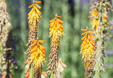 Torch lily - Kniphofia uvaria in the garden. Seasonal natural scene. Close up. Beautiful flowers.の写真素材