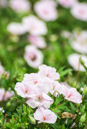 Beautiful pink hibiscus flowers. Beauty in nature. Vertical composition. Seasonal natural scene. Pistils and petals.の写真素材