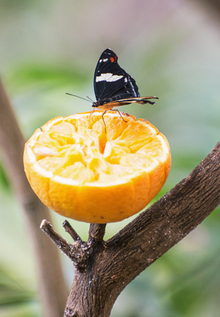 Beautiful black butterfly feeding the orange fruit. Detailed natural scene. Vertical composition. Lepidopterology theme. Ornamental wings.の写真素材