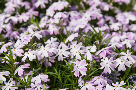 Background of Phlox subulata flowers - Creeping phlox or Moss phlox or Moss pink or Mountain phlox. Gardening theme. Natural scene.の写真素材
