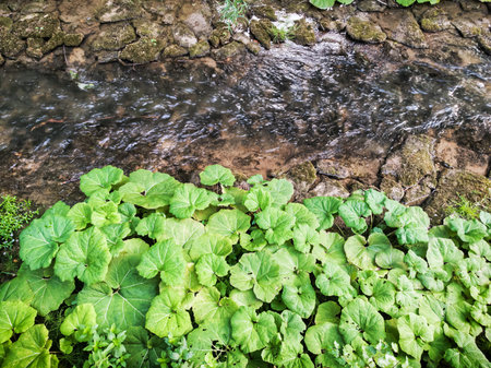 Bright green leaves and flowing stream. Natural scene. Beauty in nature.