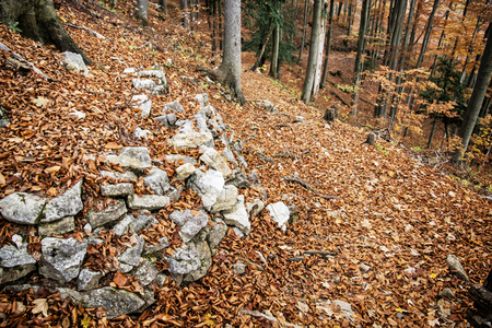 European deciduous forest with stones and cracked brown leaves in autumn. Seasonal natural scene. Beauty in nature. Vibrant colors.の写真素材