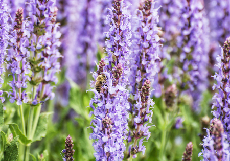 Honey bee pollinates lavender flowers. Macro photo. Seasonal natural scene. Beauty in nature. Vibrant colors.の写真素材