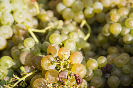 Close up photo of bunch of grapes. Autumn harvest. Sweet juicy fruit.の写真素材