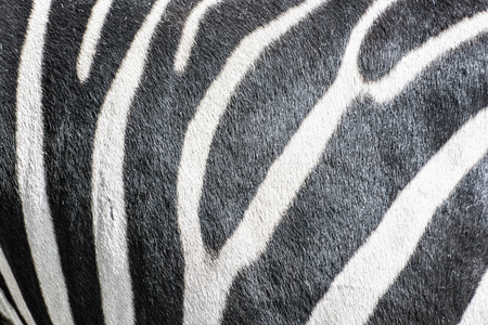 Background of hartmann's mountain zebra - Equus zebra hartmannae. Safari texture. Animal theme.の写真素材