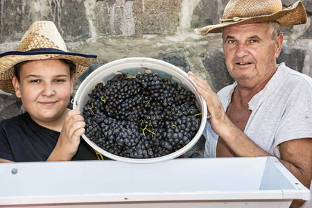 Teenage boy with grandfather strew bunches of grapes to the vine press. Vintage theme. Autumn harvest. Two farmers.の写真素材