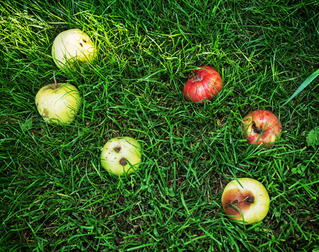 Red and yellow rotting apples in the green grass. Seasonal natural scene. Vibrant colors.の写真素材