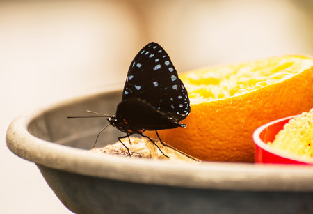 Beautiful black butterfly feeding the orange fruit. Detailed natural scene. Lepidopterology theme. Ornamental wings.の写真素材
