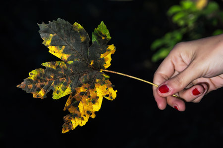 Yellow autumn maple leaf in female hand on the dark backround. Seasonal natural scene. Vibrant colors.の写真素材