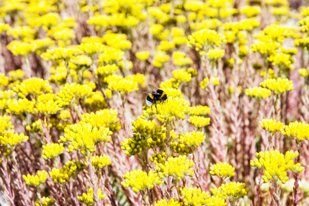 Bumble-bee and yellow sedum flowers. Detailed natural scene. Fauna and flora. Photo filter.の写真素材