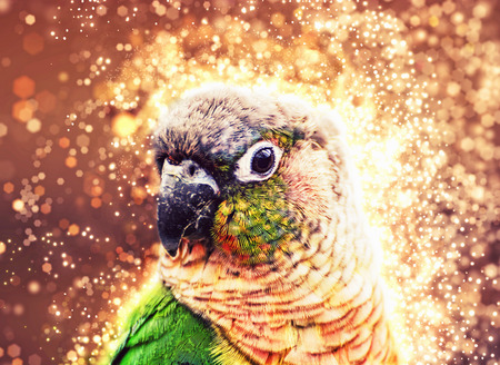 Portrait of beautiful colorful parrot with shimmering background. Bird scene. Beauty in nature.の写真素材