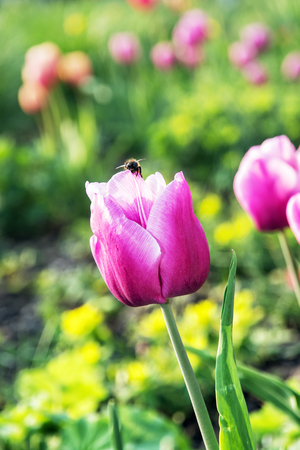Beautiful pink tulips with bumblebee in the garden. Beauty in nature. Springtime natural scene.の写真素材