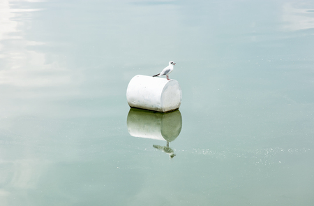 The seagull on the buoy. Natural scene. の写真素材