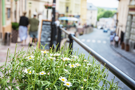 Flowerpot with daisies in main street in old mining town Banska Stiavnica, Slovak republic, Unesco. Travel destination. Urban scene.の写真素材