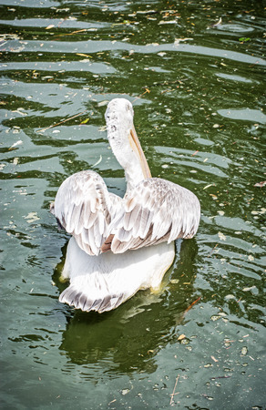 Great white pelican - Pelecanus onocrotalus. Animal scene. Beauty in nature. Rear view.の写真素材