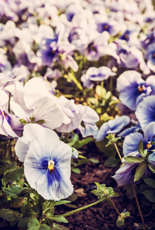 Blue pansies in the garden. Beauty in nature. Seasonal natural scene. Rtro photo filter.の写真素材