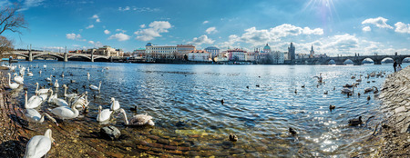 Swans in Vltava river and Charles bridge in Prague, Czech republic. Travel destination. Panoramic photo.の写真素材