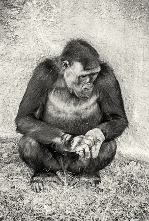 Western lowland gorilla - Gorilla gorilla gorilla - is posing. Animal scene. Black and white photo.の写真素材