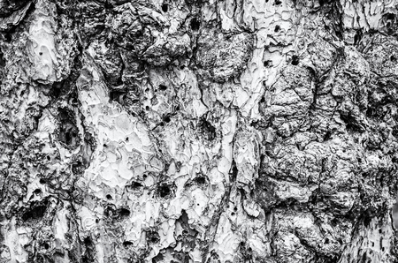 Background of conifer tree bark. Subcortical insects. Natural theme. Black and white photo.の写真素材