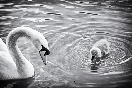 White mother swan swim with her young. Seasonal natural scene. Cycle of nature. Black and white photo.の写真素材
